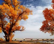 沙雅天氣預(yù)報40天