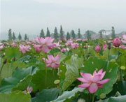 蓮花天氣預(yù)報15天